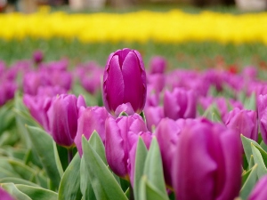 万博公園のチューリップ