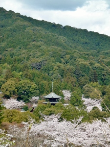 満開の桜に囲まれる三井寺の三重塔