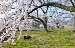 彦根城　石垣の上の桜