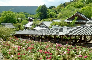 長谷寺のぼたん　奈良