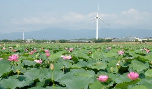 琵琶湖　烏丸半島の風車と蓮