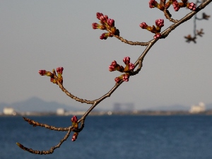 琵琶湖畔の桜のつぼみ
