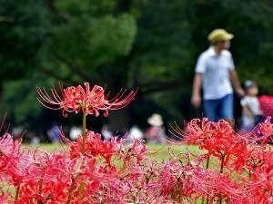 彼岸花　万博記念公園