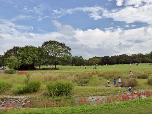 ヒガンバナ　万博公園