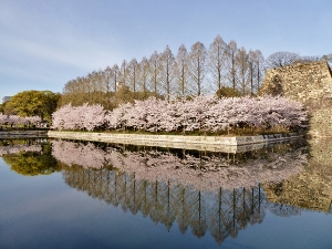 大阪城公園　桜　春