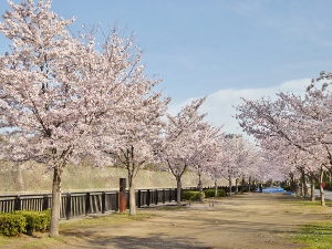大阪城公園　桜　春