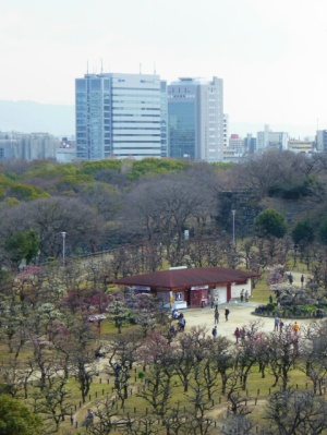ウメ　大阪城公園