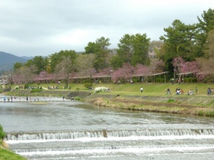 鴨川沿いの桜　半木の道　京都