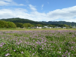 奈良のレンゲ草