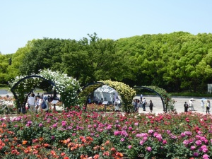 万博公園のバラ園 万博公園のバラ園