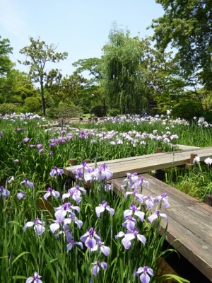 カキツバタ 万博公園 日本庭園 カキツバタ 万博公園 日本庭園