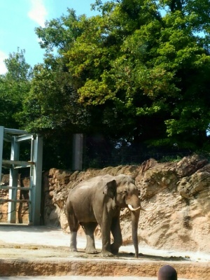 ゾウ　上野動物園
