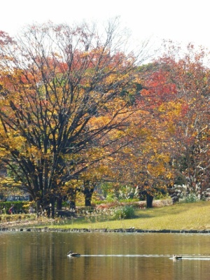 昭和記念公園の池のカモ