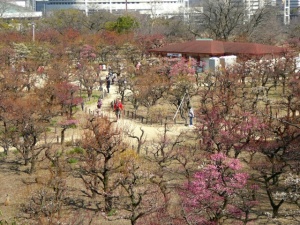 大阪城公園の梅林