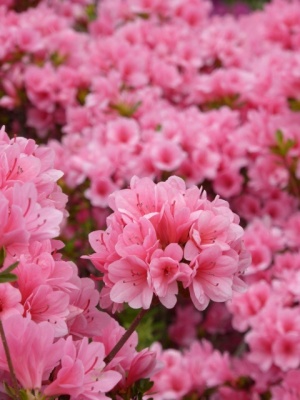 ピンク色のツツジの花　万博記念公園