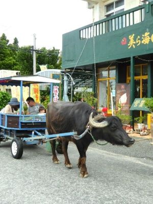 沖縄の備瀬の牛車