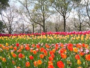木曽三川公園のチューリップと桜