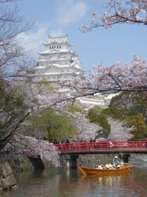 姫路城の天守閣と桜
