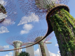 Supertree Grove Skyway Singapore Gardens by the Bey Supertree Grove Skyway Singapore Gardens by the Bey