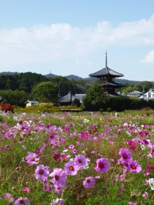 法起寺の三重塔とコスモス　奈良県斑鳩町