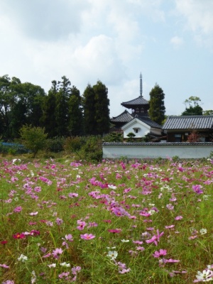 法輪寺の三重塔とコスモス　奈良県斑鳩町