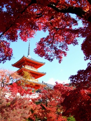 清水寺の三重塔と紅葉　京都