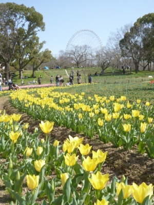 チューリップ 万博公園 Hyazin Blog