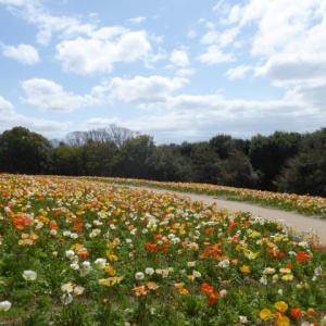花の丘のポピー　万博公園　大阪