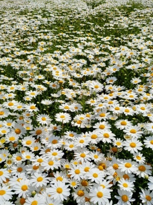 大阪府箕面市の交差点脇の花壇の花