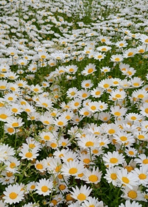 吹田市の公園の白い花