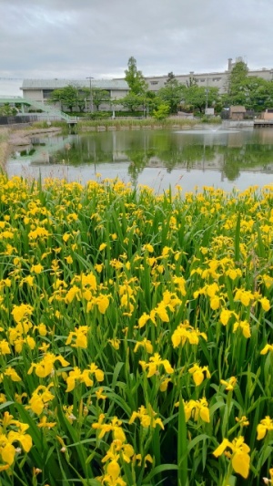 豊中市の池のカキツバタ　大阪