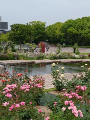 万博公園のバラ　大阪