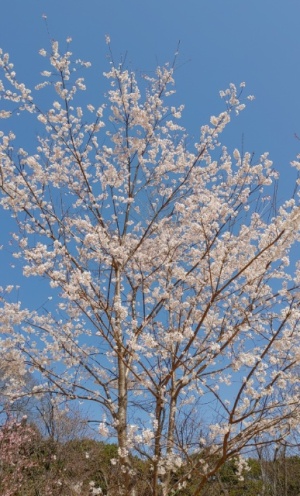 万博公園の桜　大阪