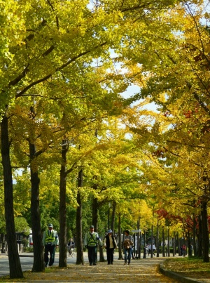 イチョウ並木 大阪城公園