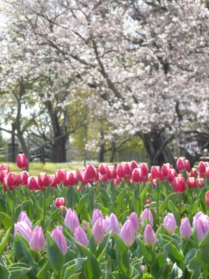 万博公園の桜とチューリップ　大阪