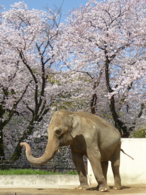 姫路市立動物園のゾウとサクラ