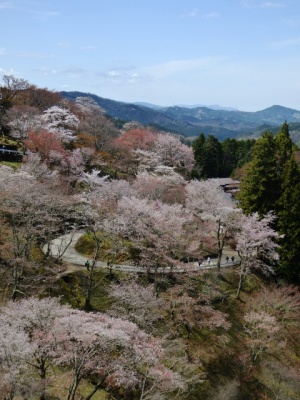 吉野の桜　奈良