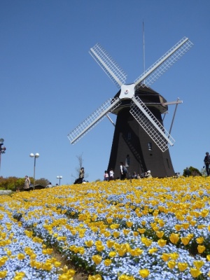 鶴見緑地の風車とチューリップ　大阪
