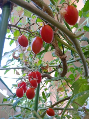 ベランダのミニトマト